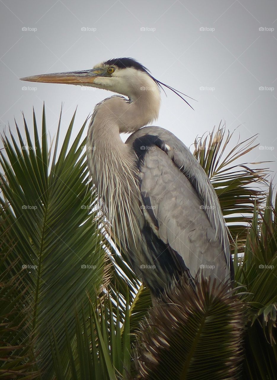 Heron in palm leaves 