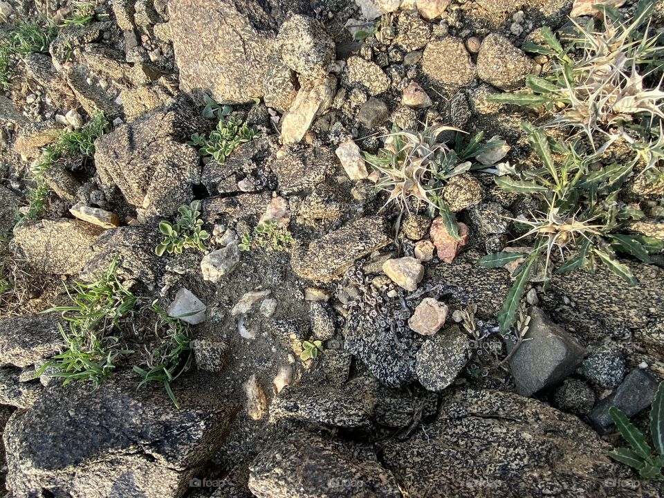 amazing trip with my family in the eid , city taif ,desert herbal 