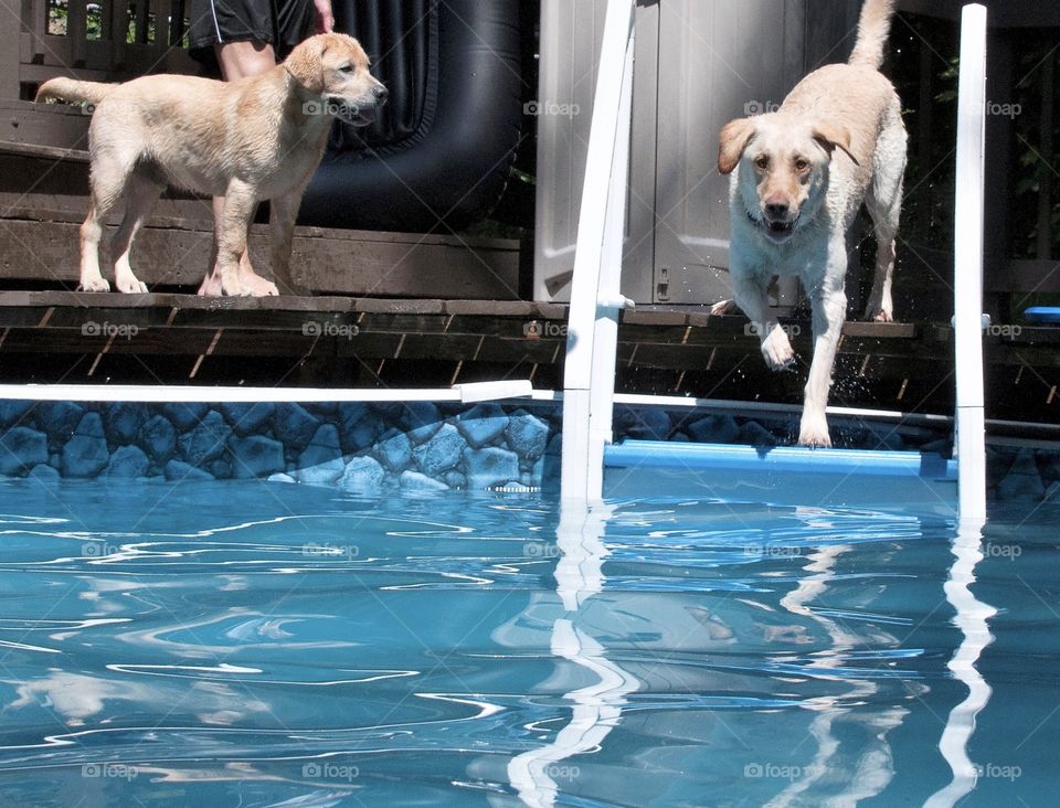 Summer fun, Two yellow labs and a swimming pool