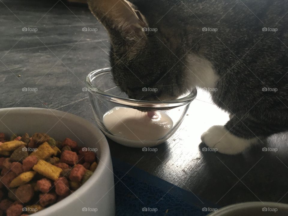 Dinner time for cat in the morning