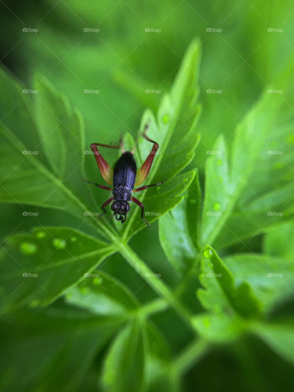 Green leaf and a insect,nature is beautiful.