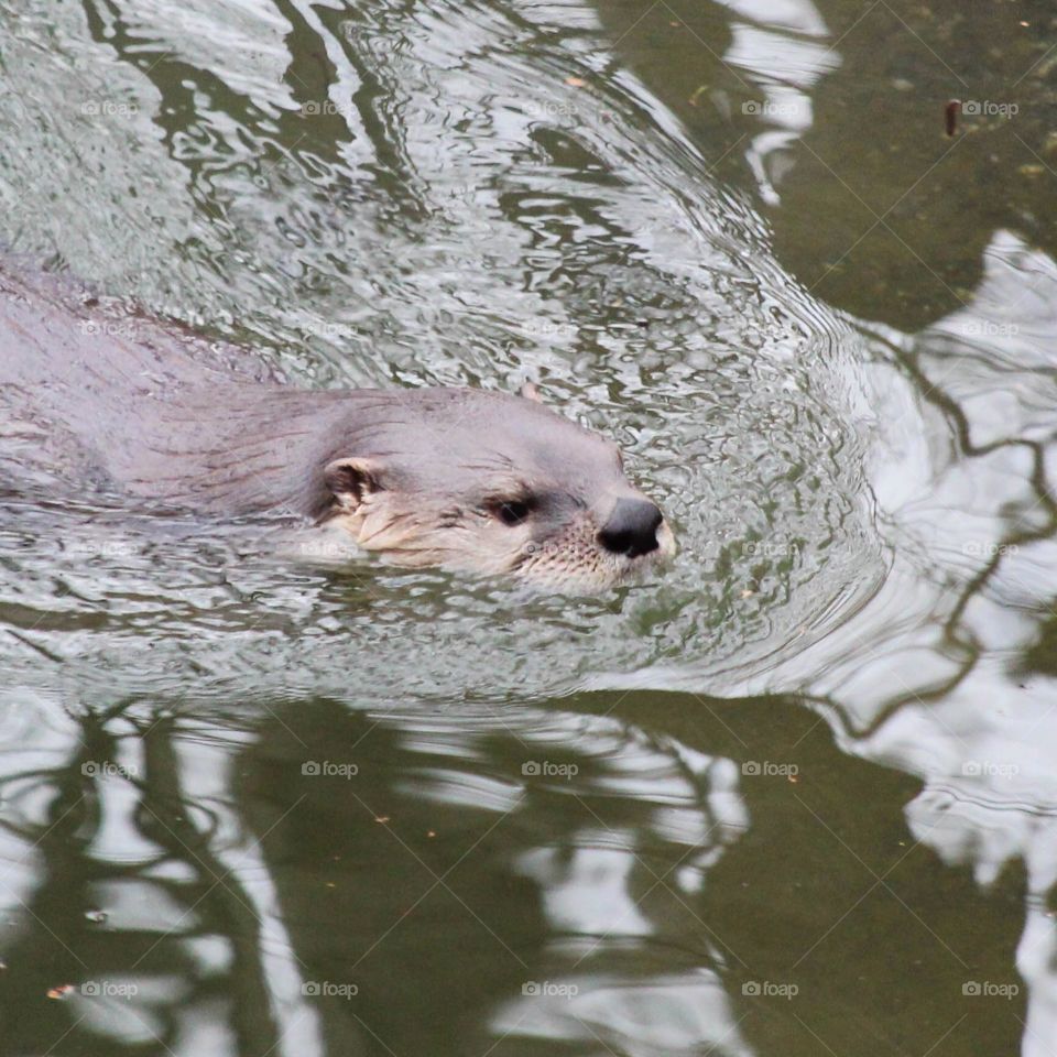 Otter 