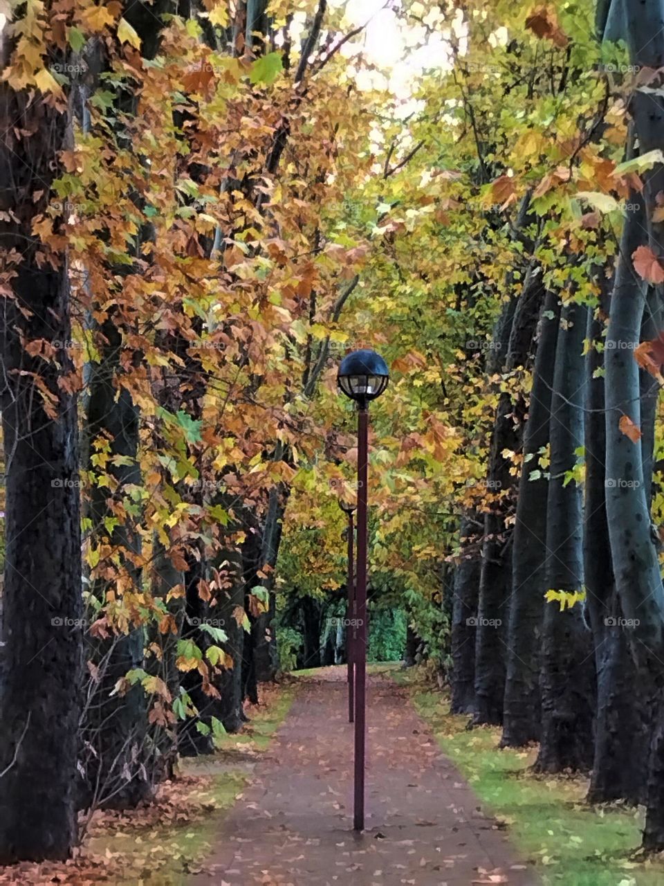 multiverse trees and light post in a row. Autumn leaves on oak trees