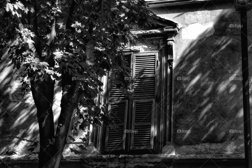 No Person, Art, People, Tree, Old