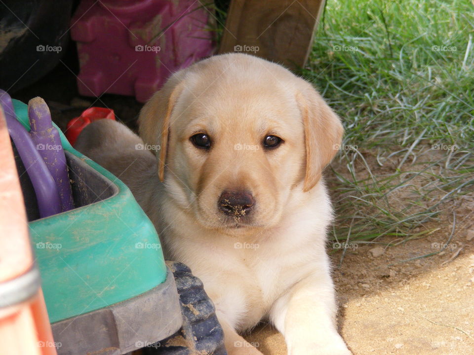 She is a yellow Labrador retriever laying next to a toy truck.