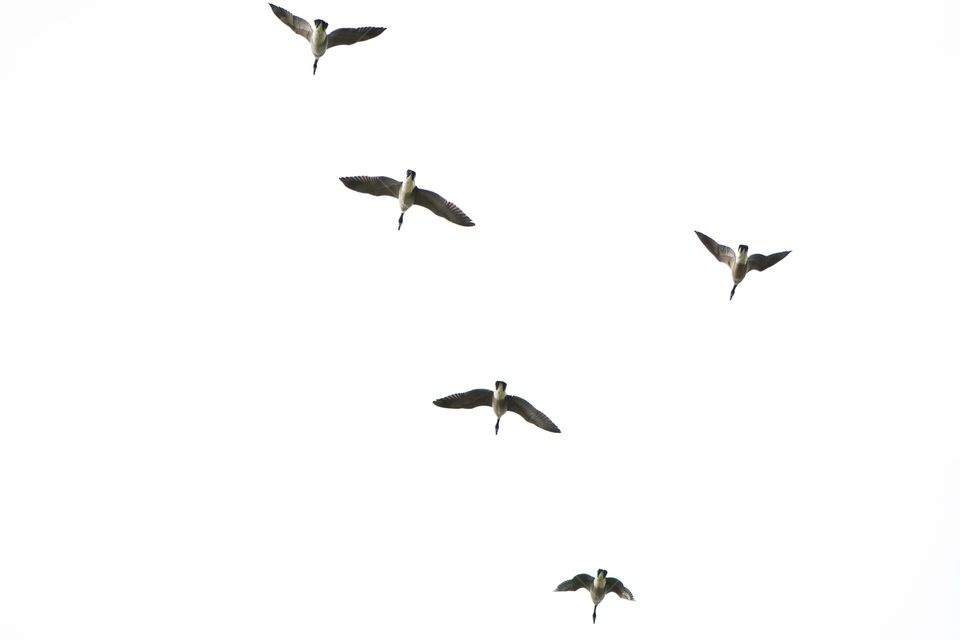 Flying geese