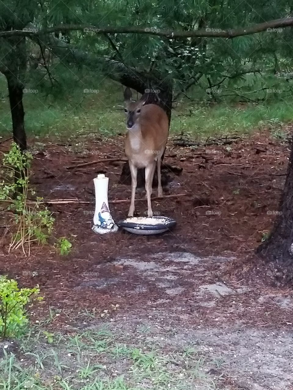 whitetail deer came for a visit