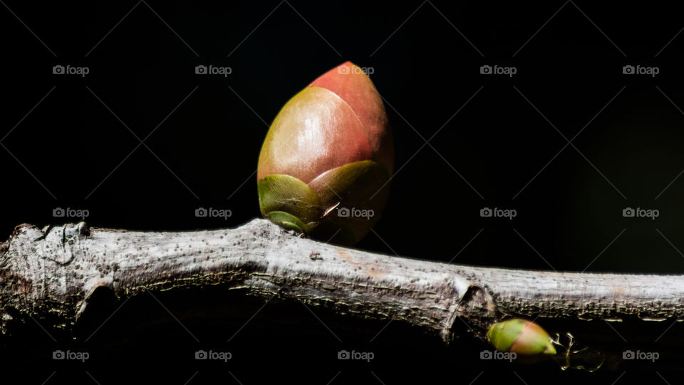 flower dark background