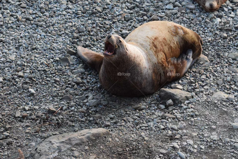 seal