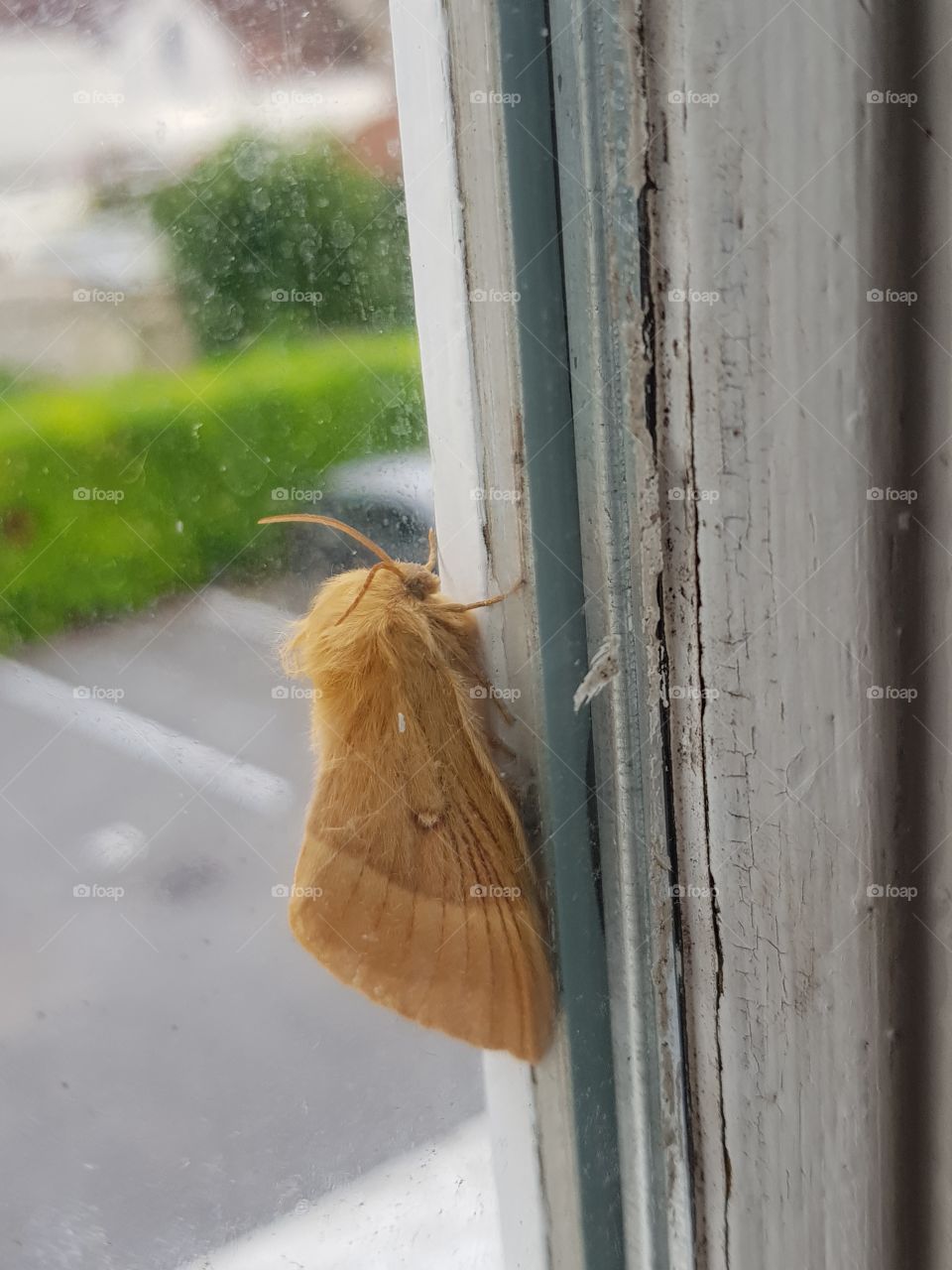 a moth sleeps on my window