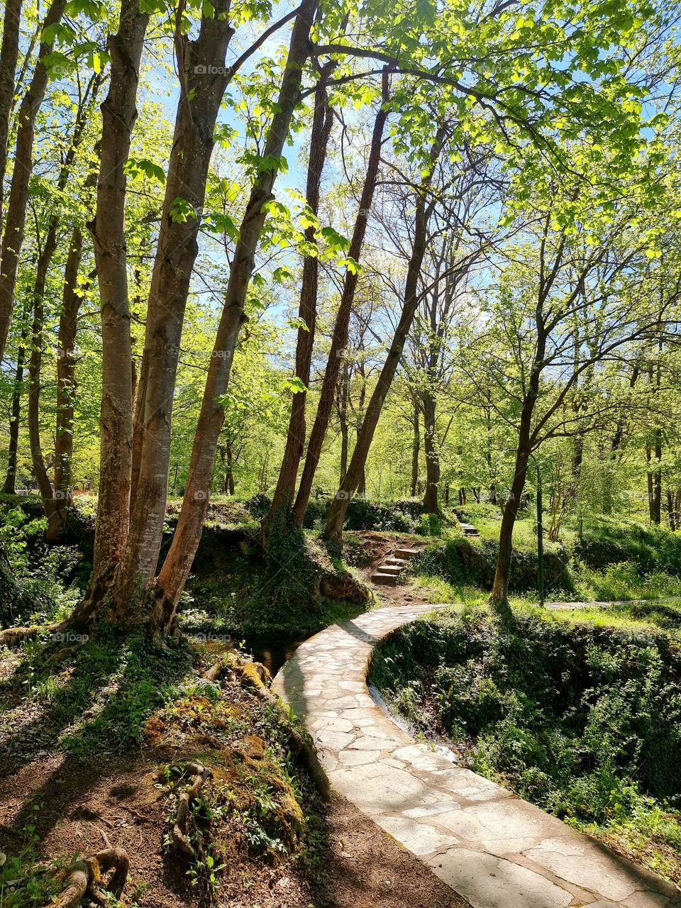 Lush forest path