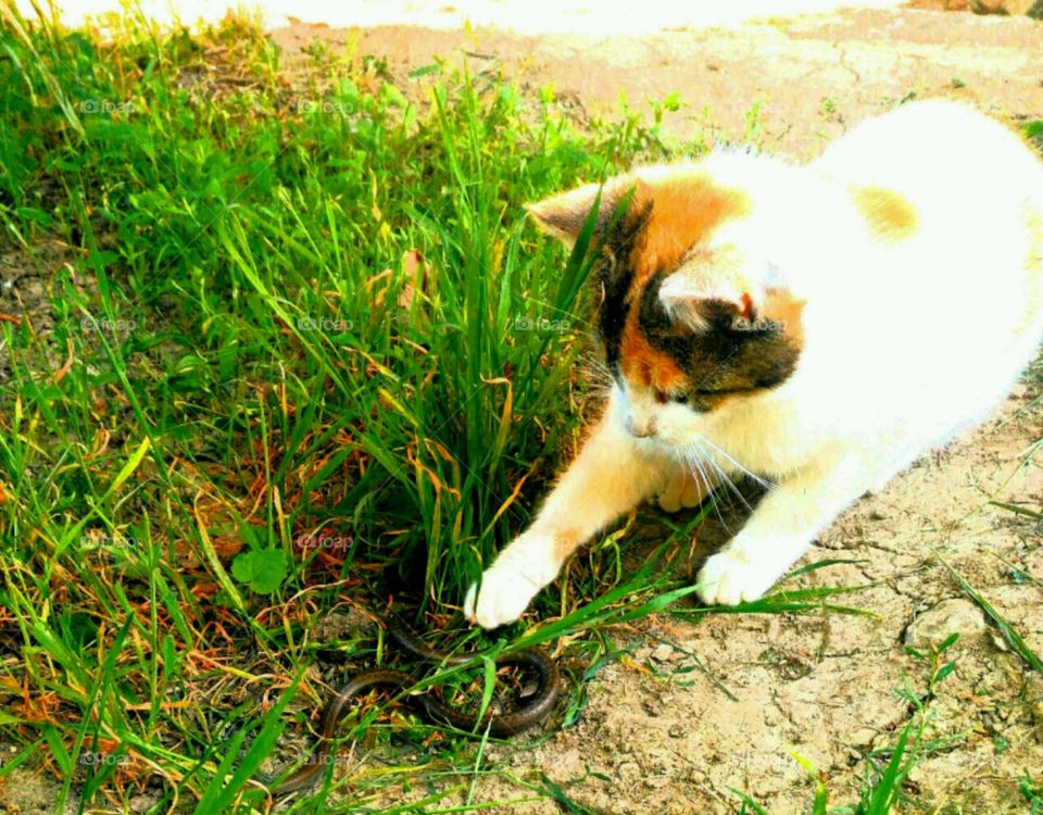 Cat and snake
