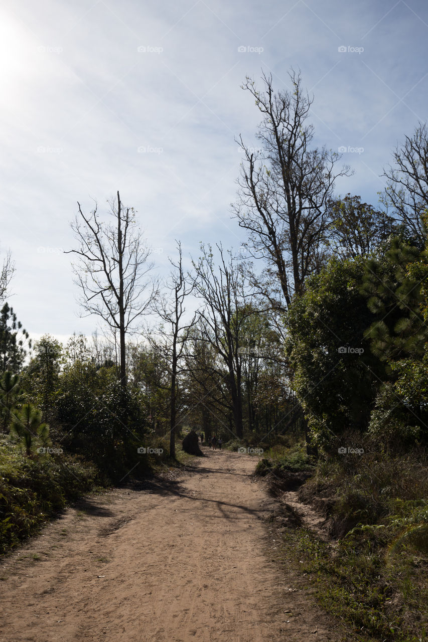 Path in the forest 