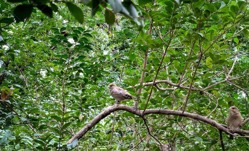 Three sparrows standing in the branch. Getting together in the afternoon season. Looking.