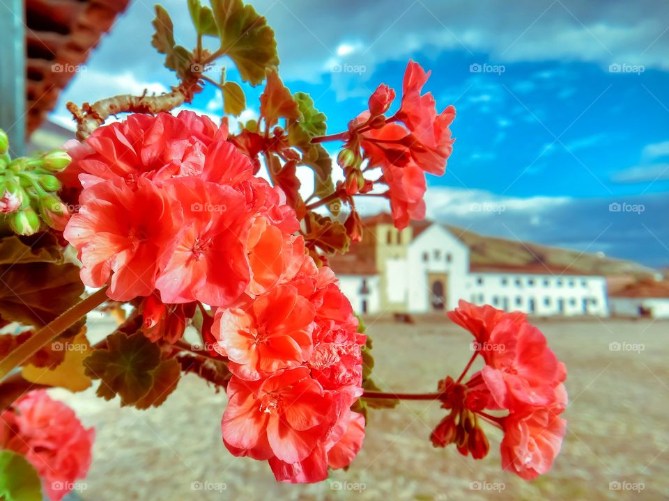 Ramo de flores rojas en un balcón hacia la plaza principal de Villa de Leyva Boyacá Colombia con la iglesia al fondo durante la cuarentena de mayo de 2020. Flowers, church, sunset, atardecer, vertical.