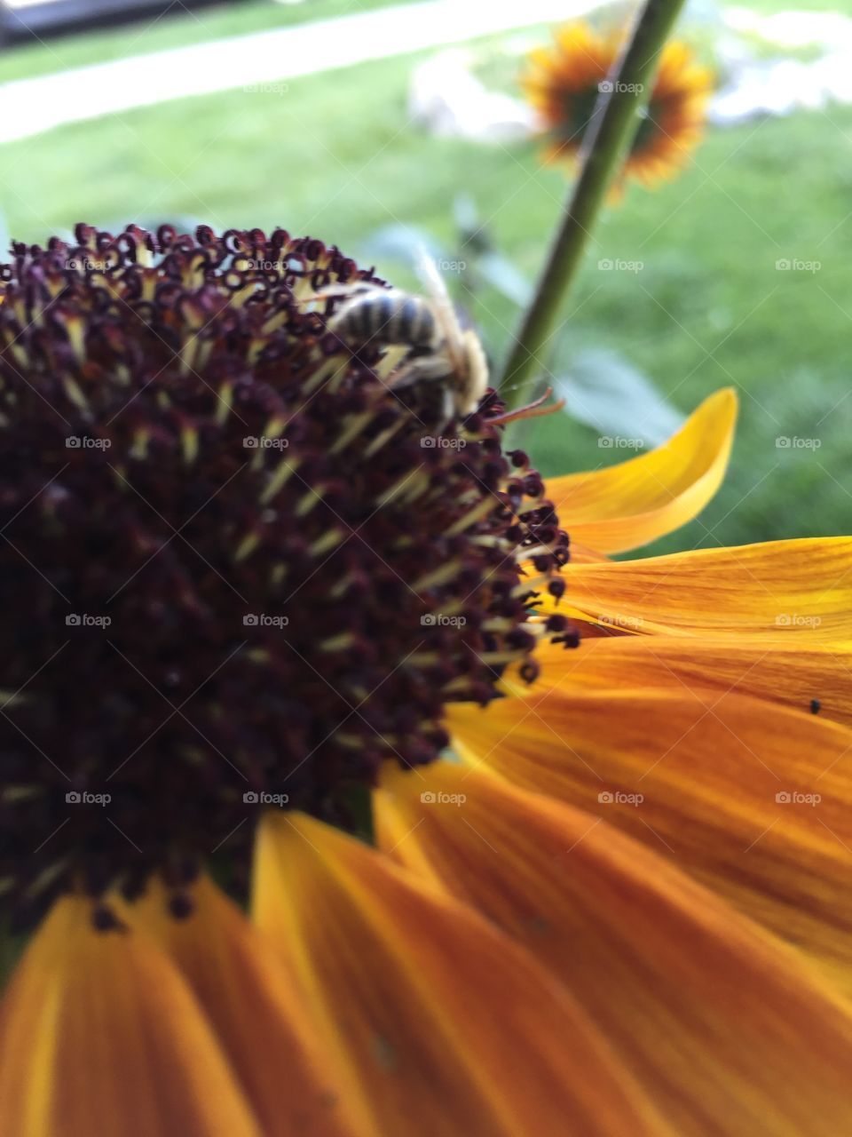 A close up of a bee on a sunflower 