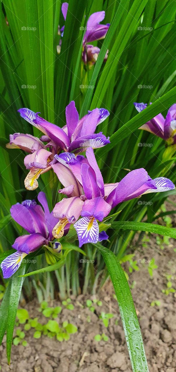 Iris graminea
