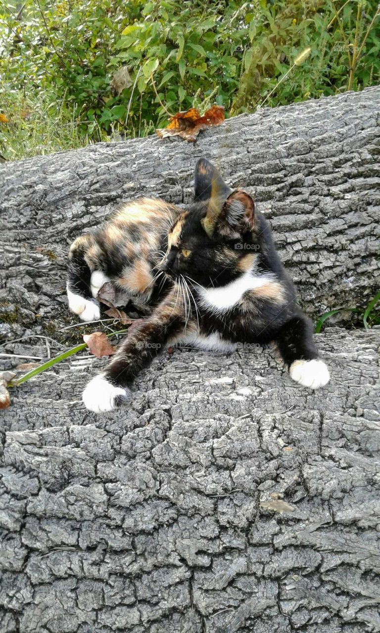 Calico Cat