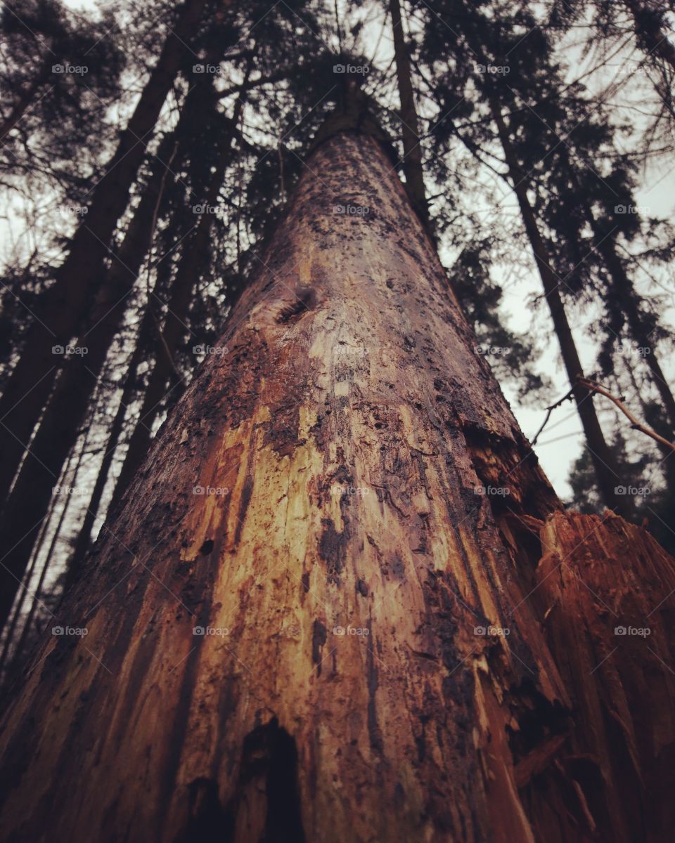 Forest at spring 2017