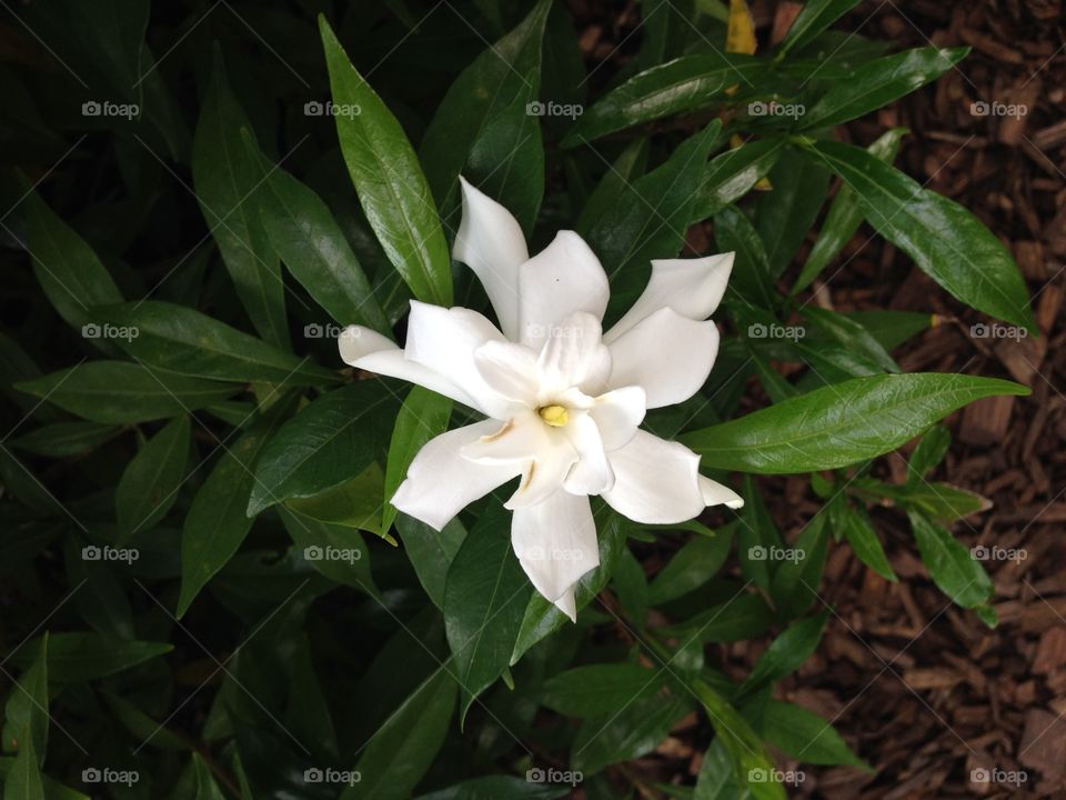 Gardenia
