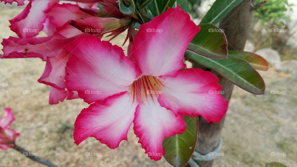 desert Rose