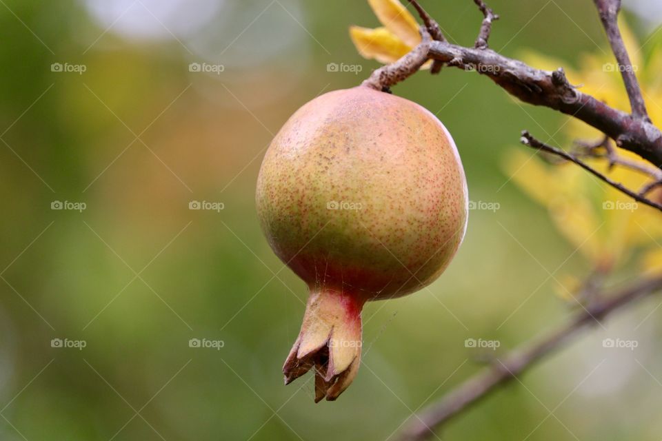 Pomegranate fruit organic growing on tree branch, selective focus Bokeh blurred nature background, healthy harvested for its juice and edible seeds, nutritious and packed with vitamins and antioxidants