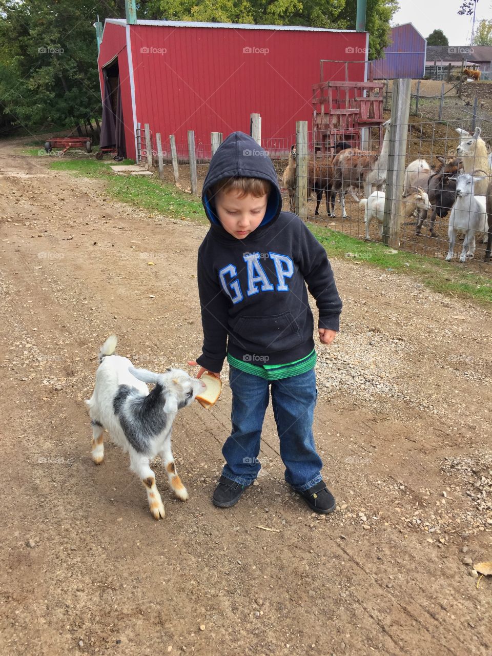 Feeding the baby goats . Day at the farm trying to find the perfect pumpkin