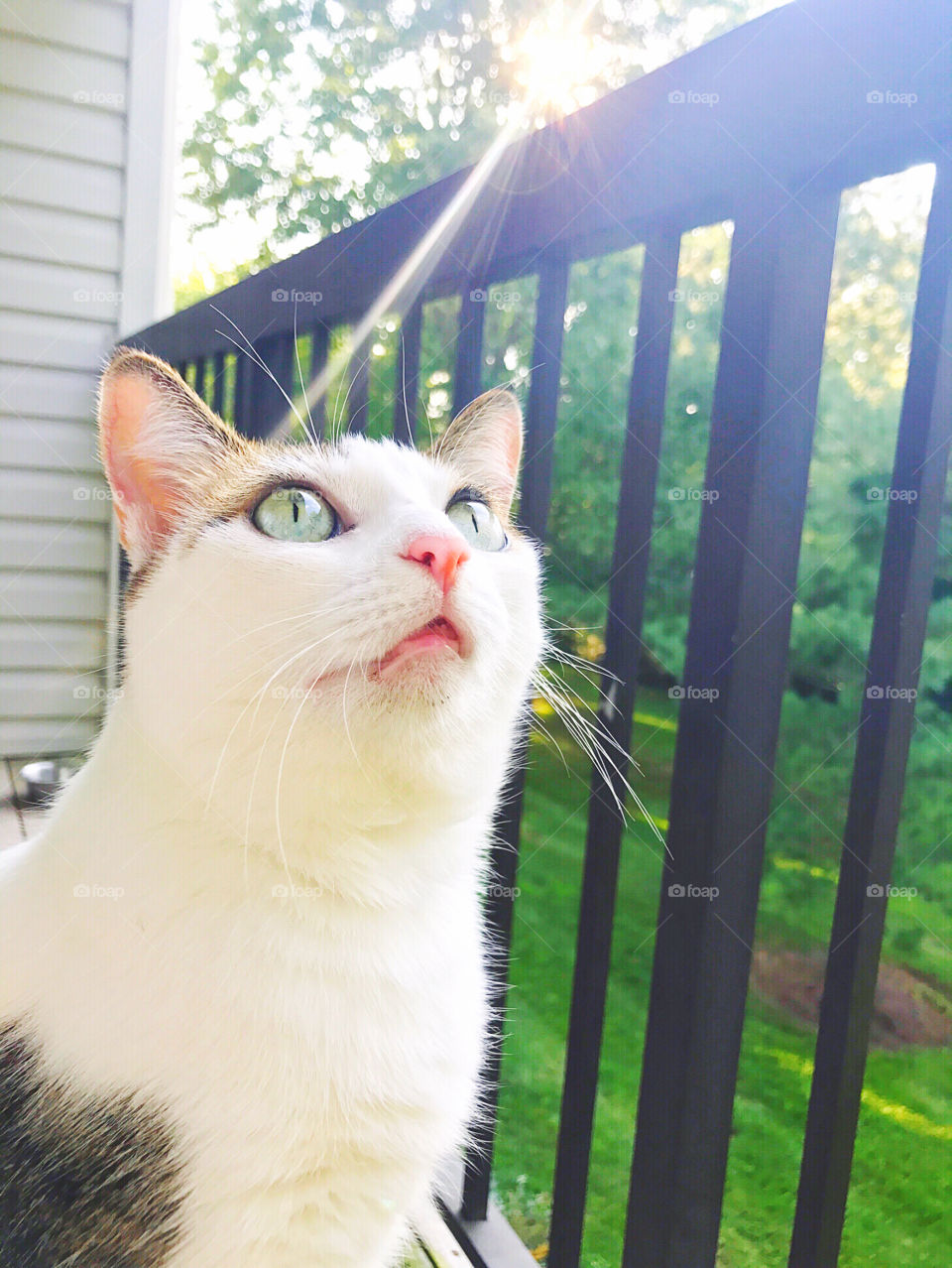 Cat gazing at the sky outside