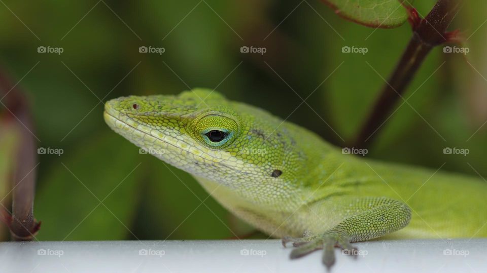green lizard