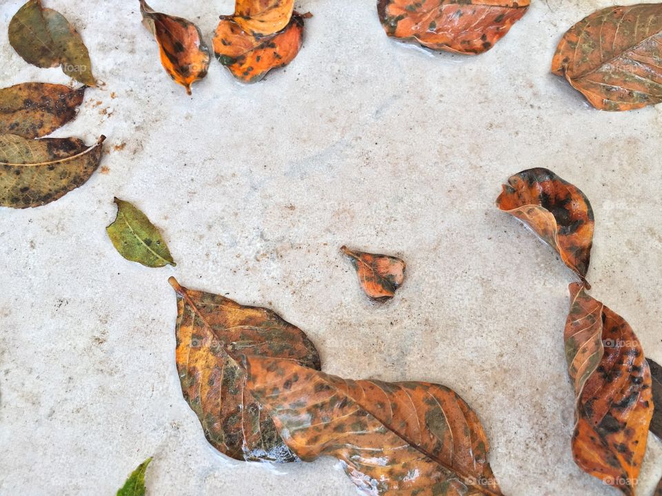 Fall foliage with a white background 