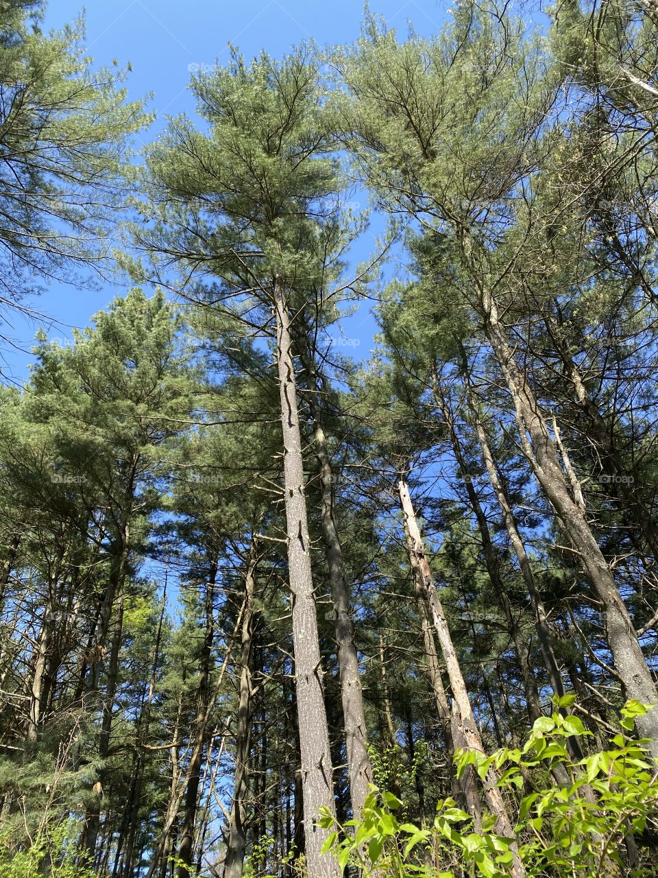 Rural setting with tall evergreen trees and vibrant blue sky