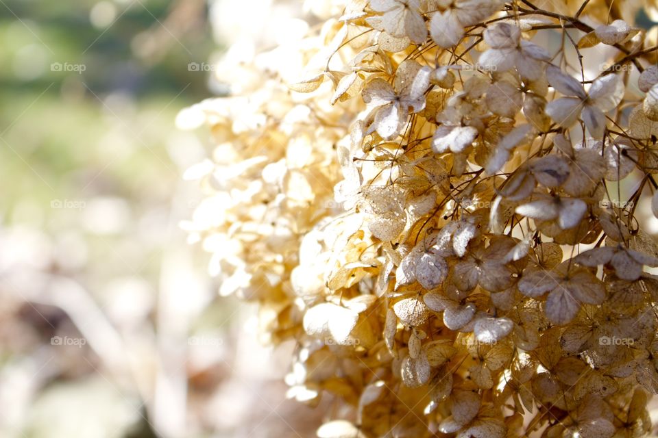 Dry flowers