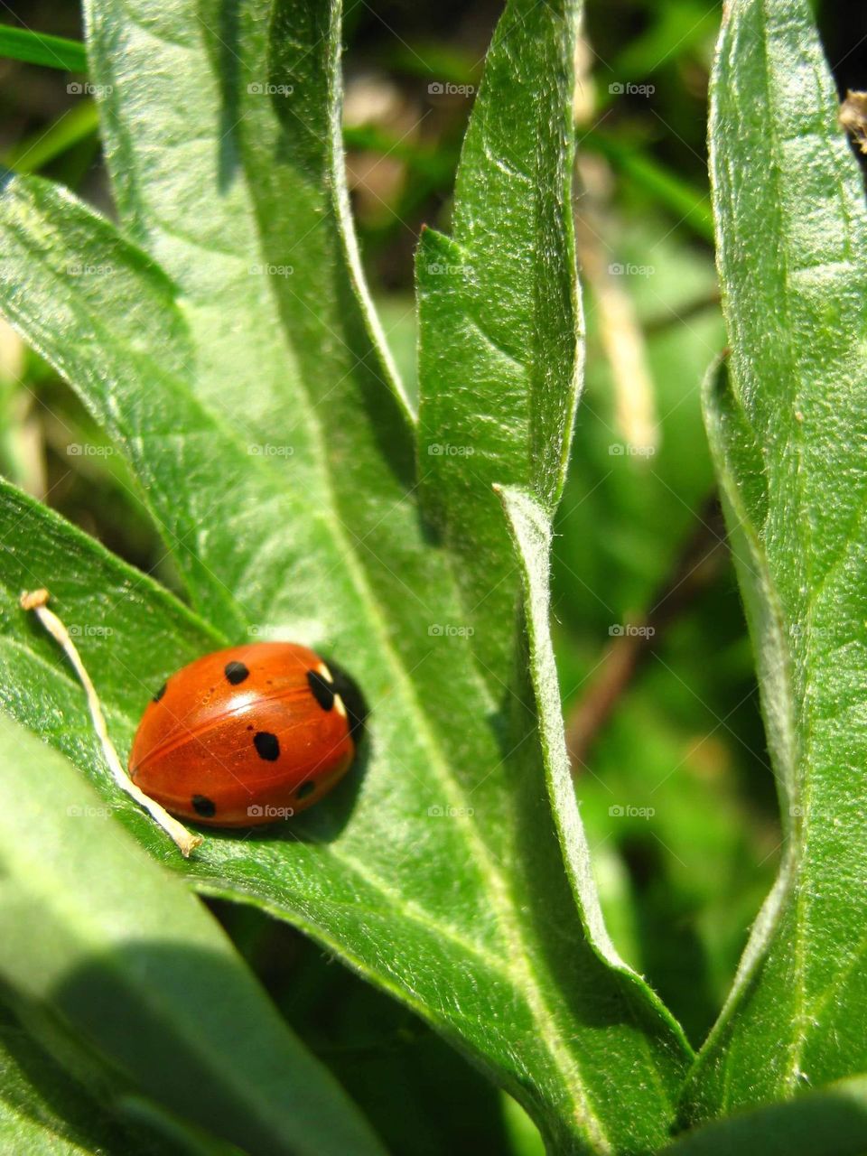Ladybug