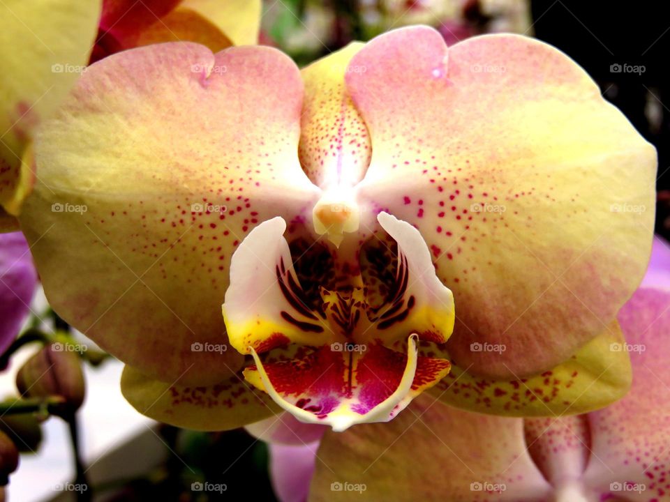 orchid heart