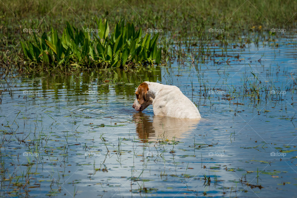 Dog on wetlands 