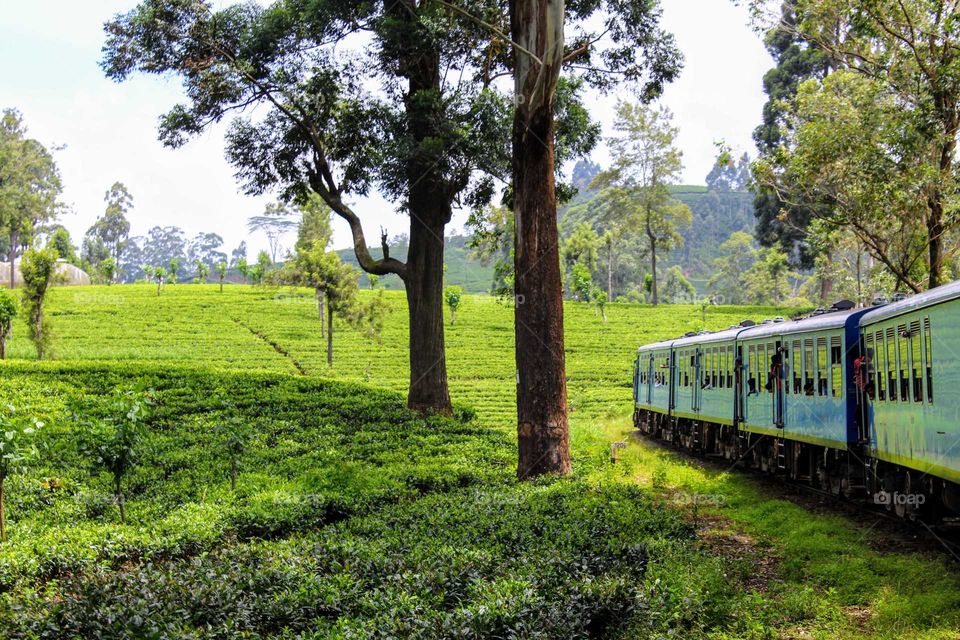Train ride through the forrest and mountains of green Sri Lanka
