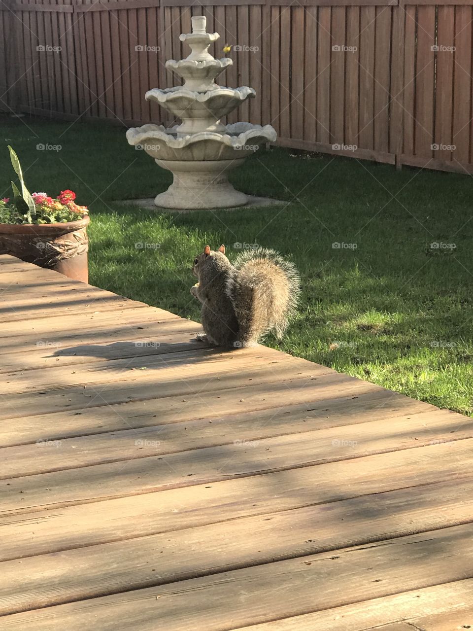 Squirrel