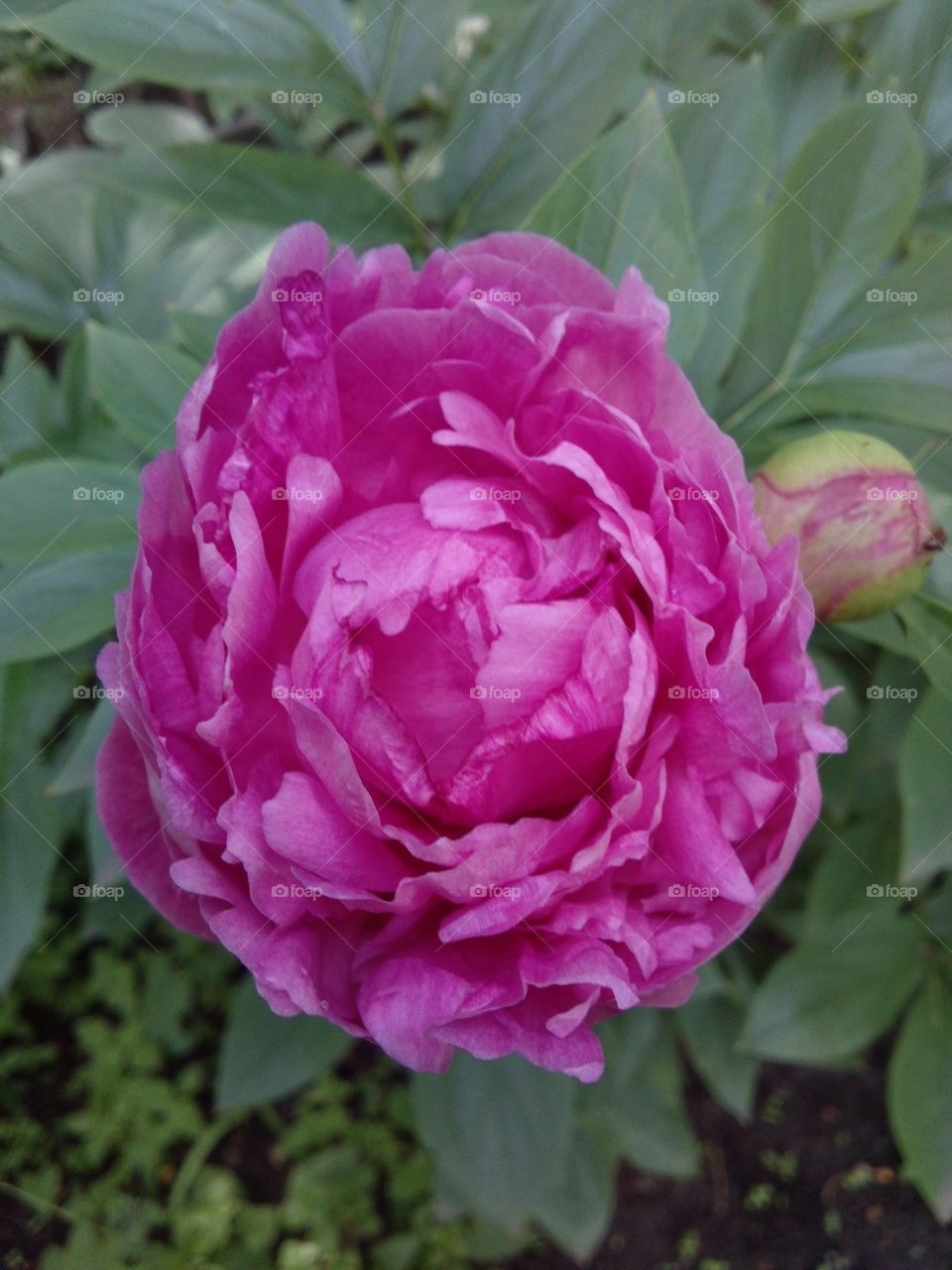 Peony