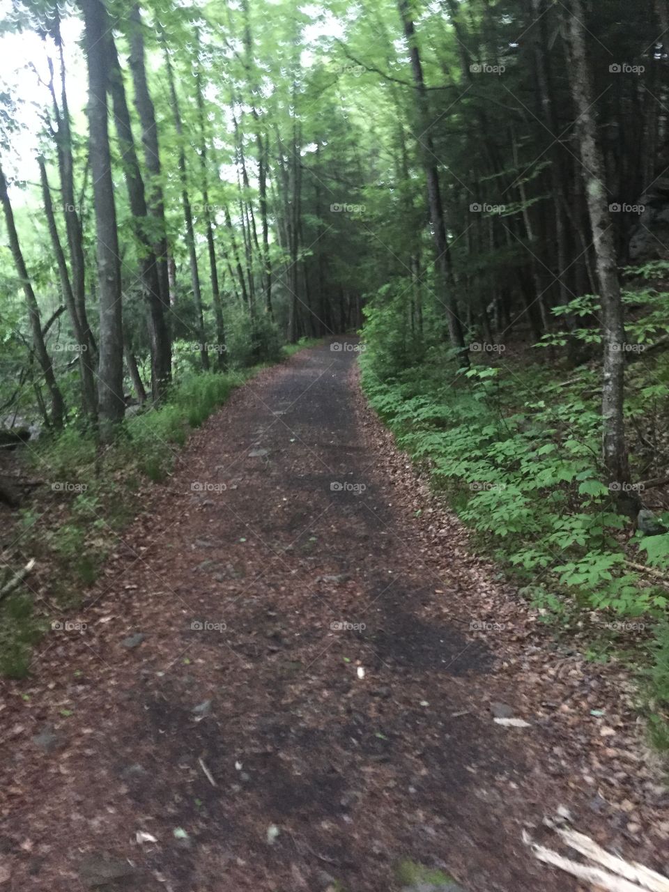 Wooded path