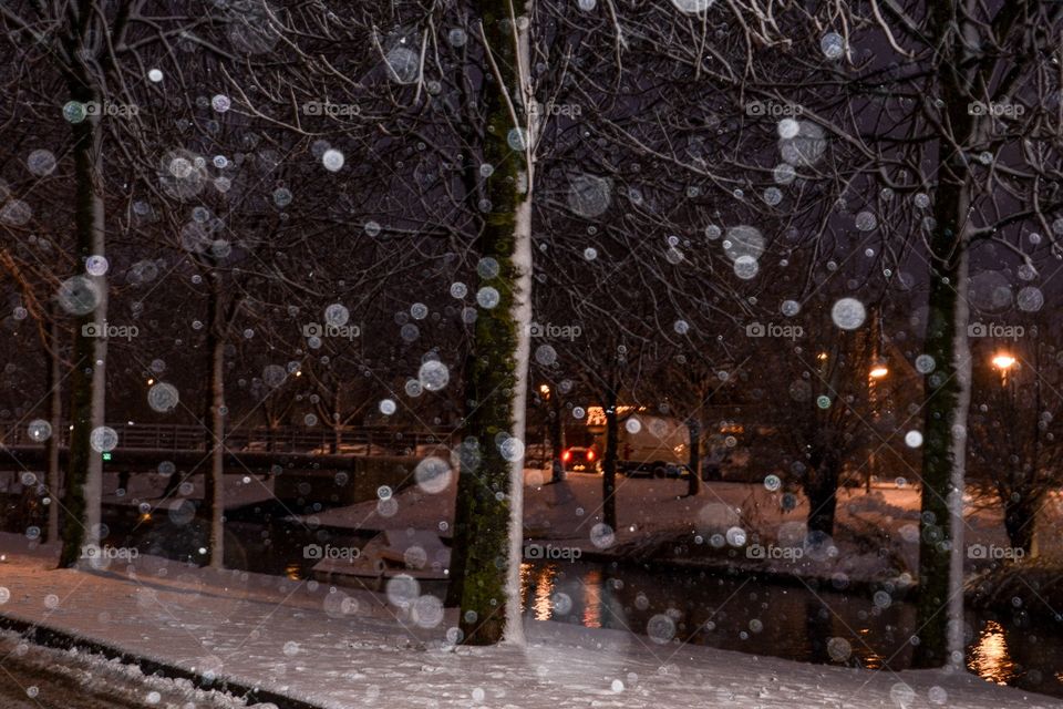 Winter, Snow, Tree, Rain, Cold