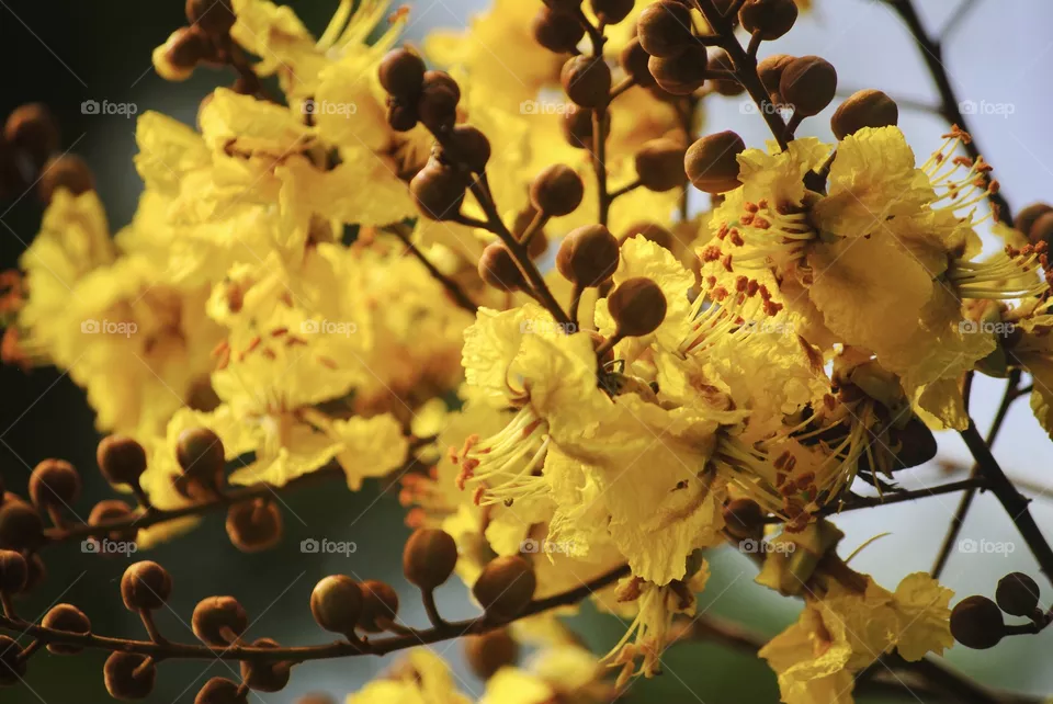 Yellow flower 