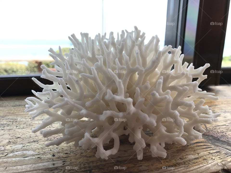Coral