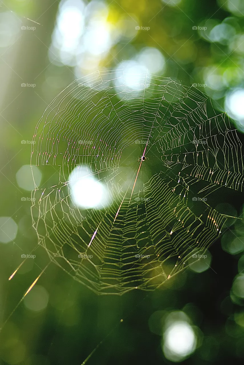 spiderweb