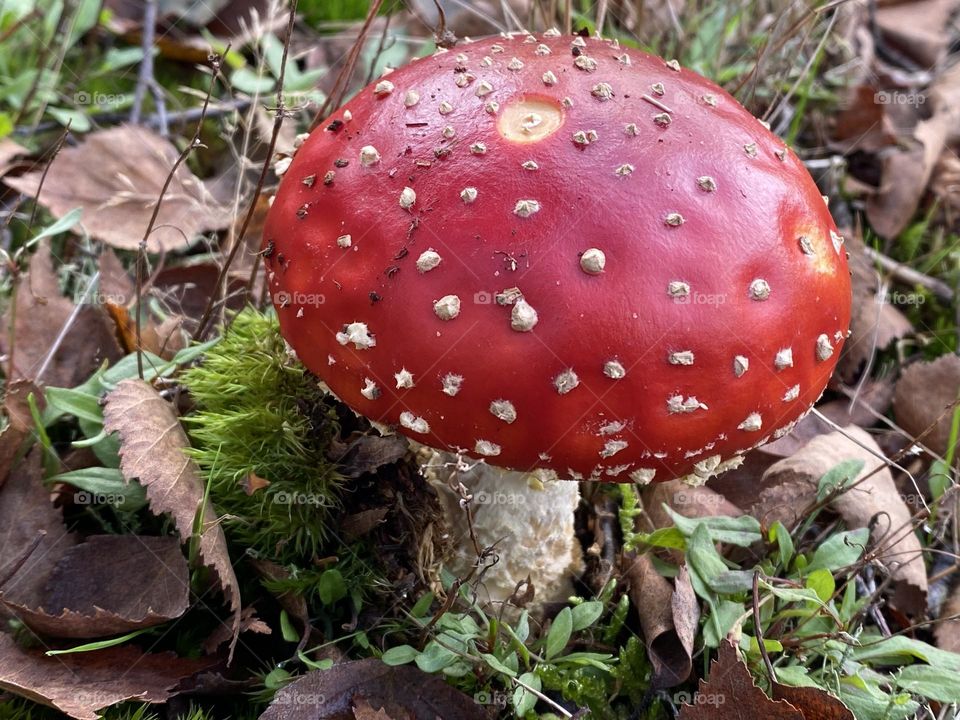 A toadstool in the woods 