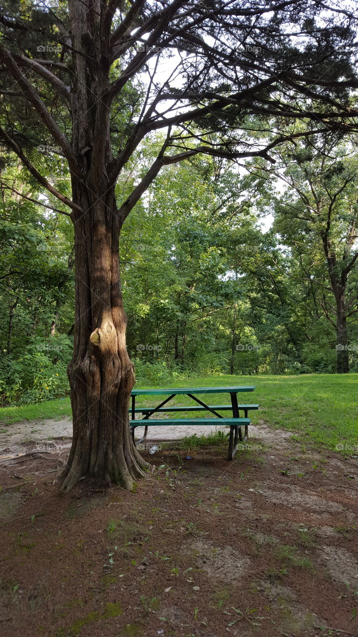 picnic bench