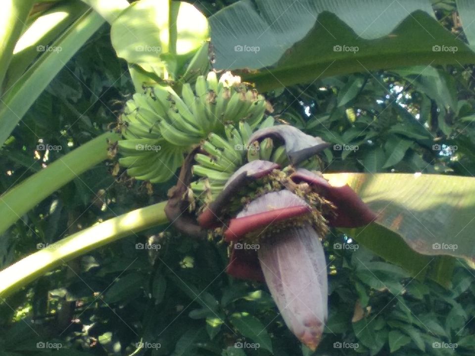Banana Tree In