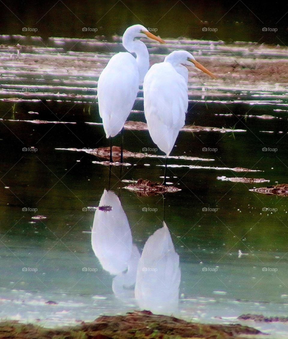 Two Great Egrets in Morning
