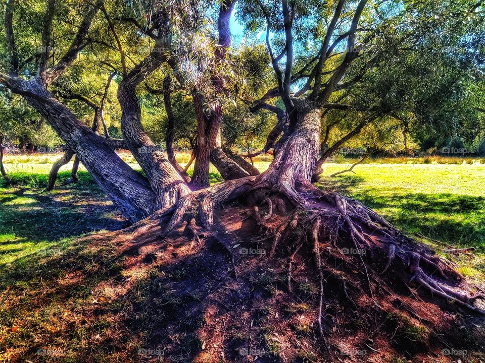 Magnificent Tree with big roots