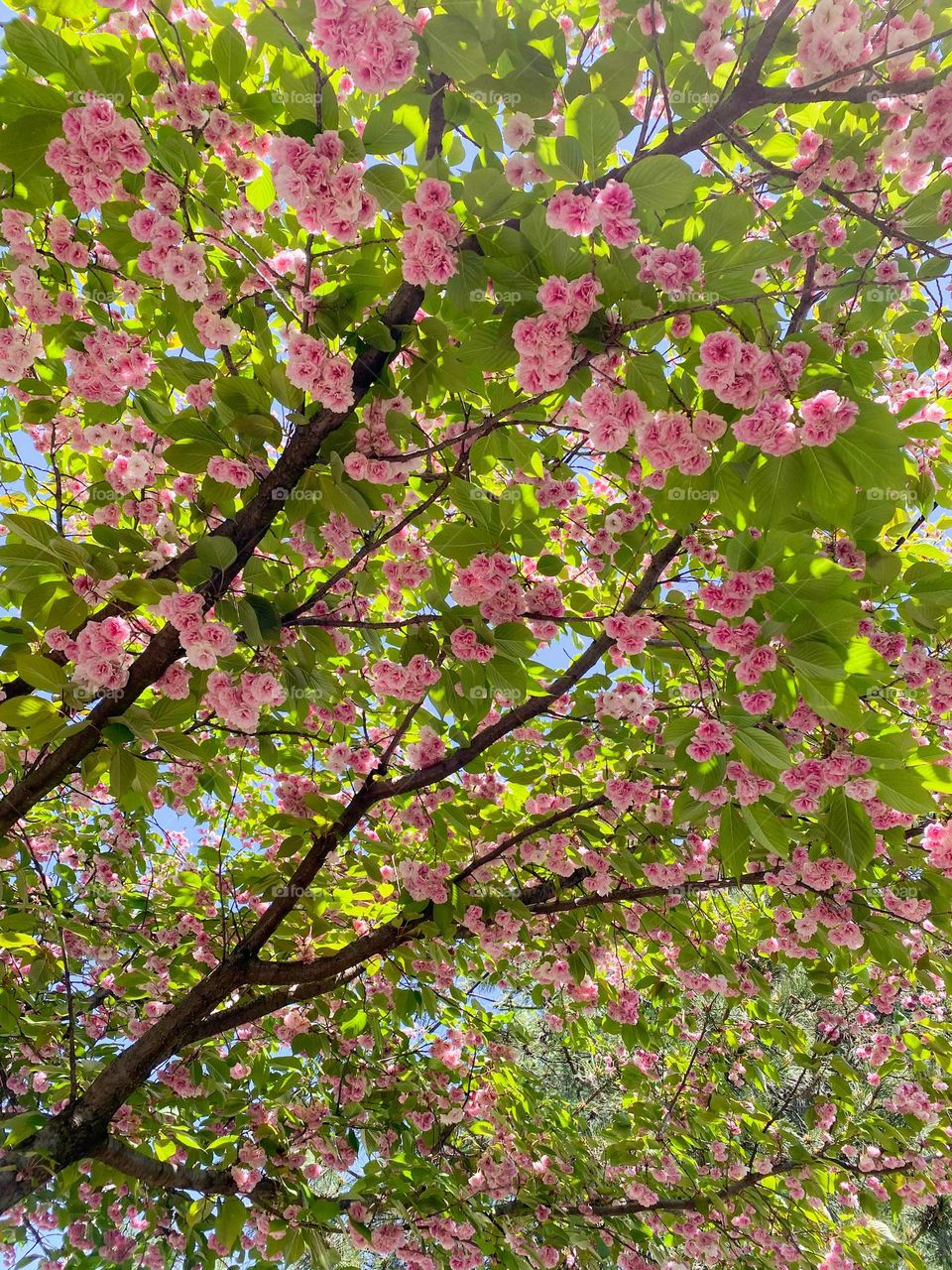 Pink flowers