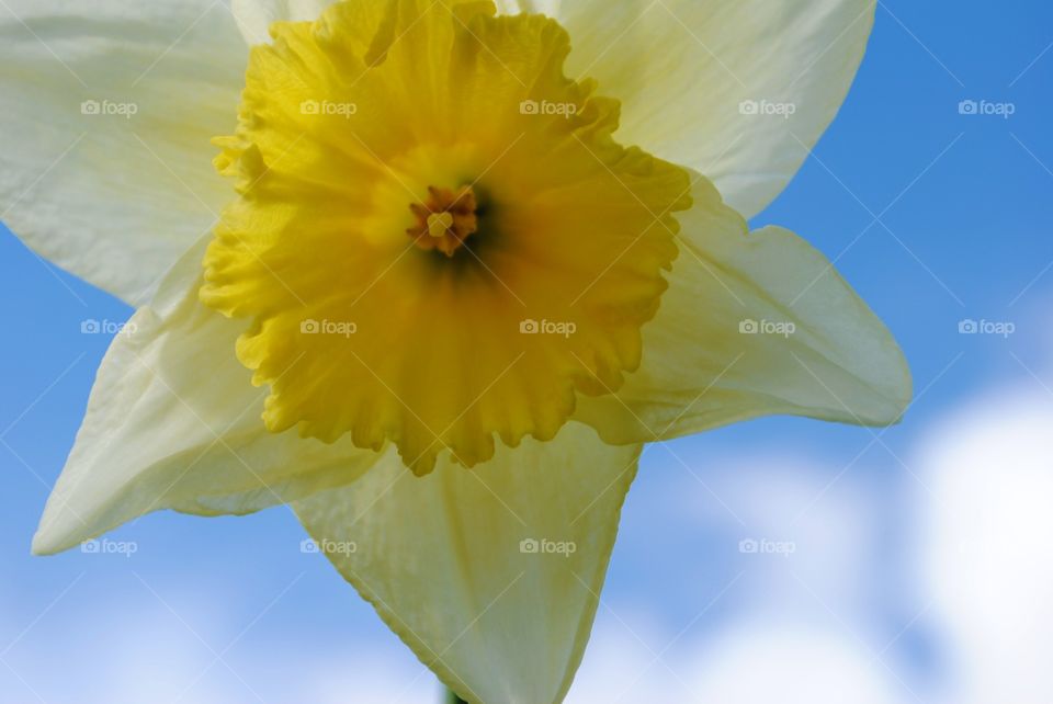 Daffodil in wales